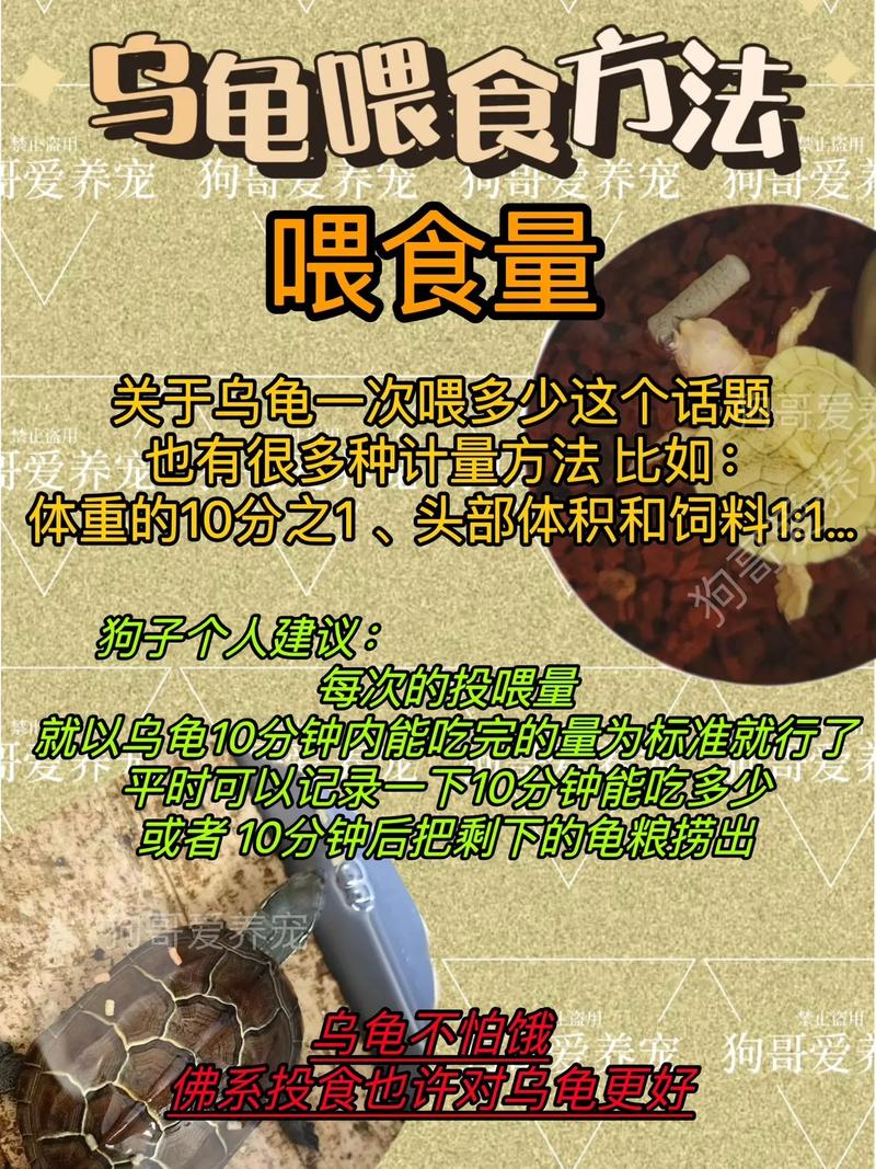 如何养乌龟小常识,如何养乌龟小常识图片 第1张 如何养乌龟小常识,如何养乌龟小常识图片 第1张
