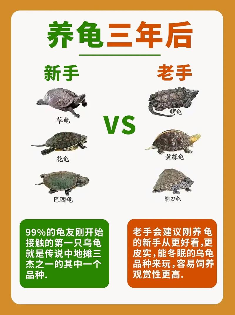 如何养乌龟小常识,如何养乌龟小常识图片 第3张 如何养乌龟小常识,如何养乌龟小常识图片 第3张