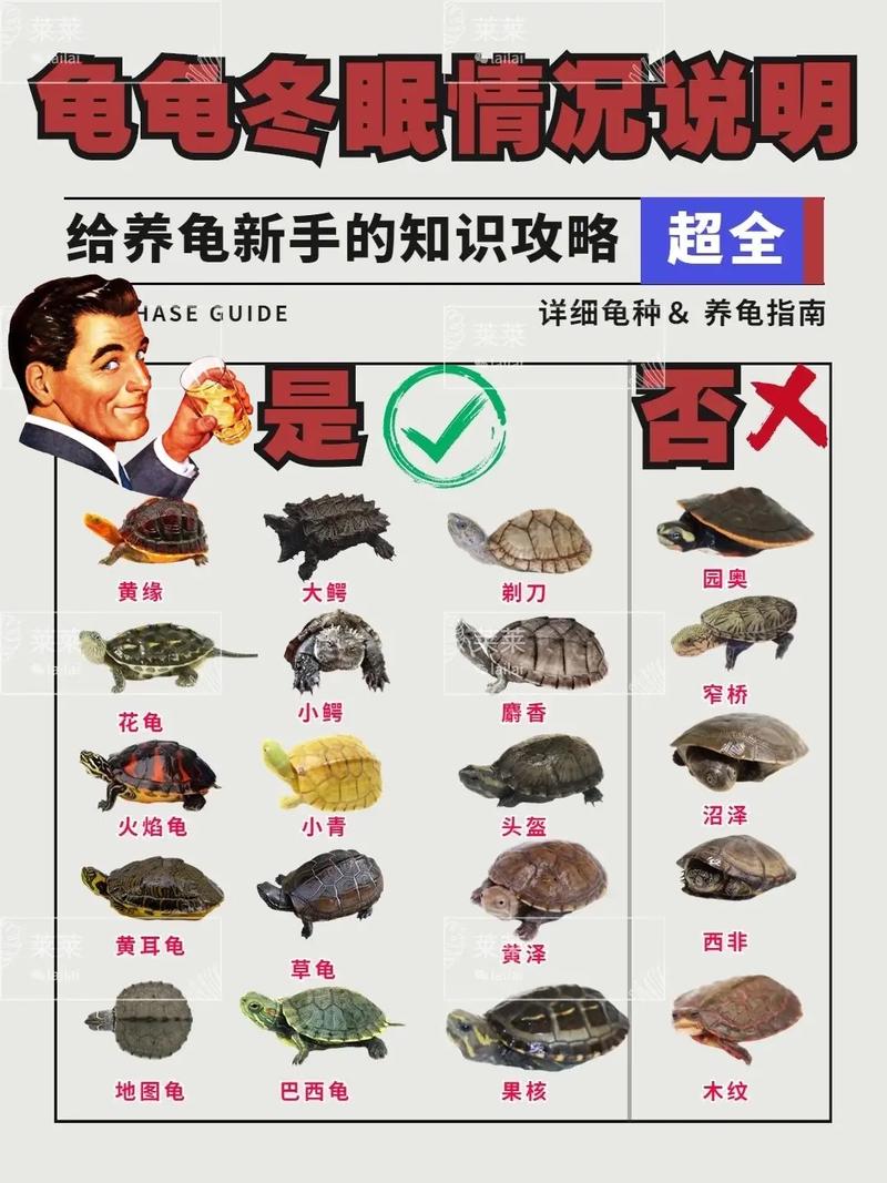 如何养乌龟小常识,如何养乌龟小常识图片 第4张 如何养乌龟小常识,如何养乌龟小常识图片 第4张