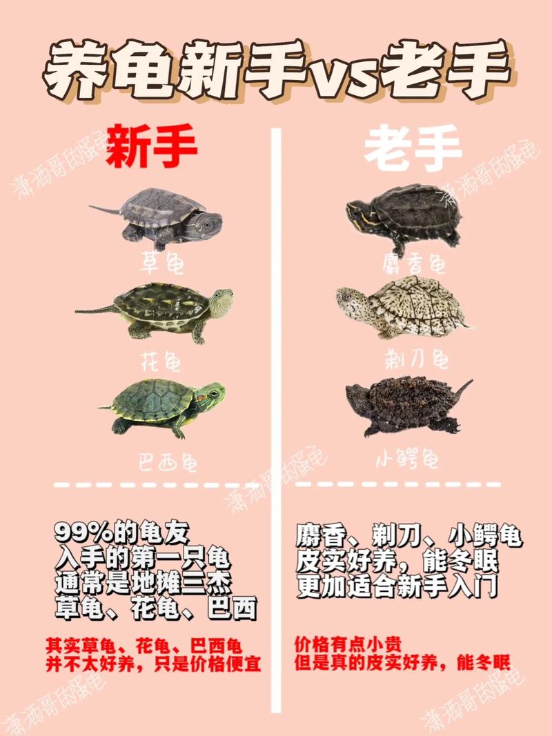 如何养乌龟小常识,如何养乌龟小常识图片 第5张 如何养乌龟小常识,如何养乌龟小常识图片 第5张