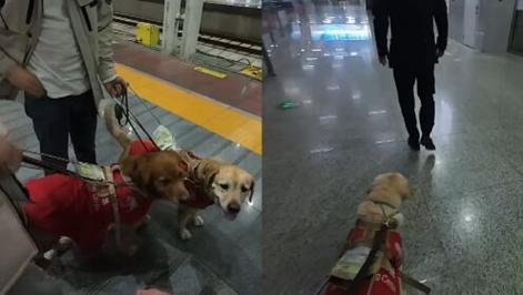 怎样带导盲犬出行方便 - 导盲犬怎么带主人到达目的地 第5张 怎样带导盲犬出行方便 - 导盲犬怎么带主人到达目的地 第5张