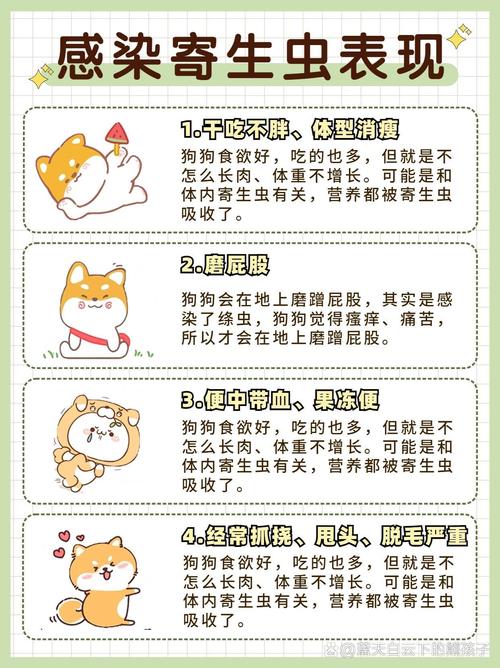 狗狗驱虫常识,狗狗驱虫方法以及注意事项图 第3张 狗狗驱虫常识,狗狗驱虫方法以及注意事项图 第3张